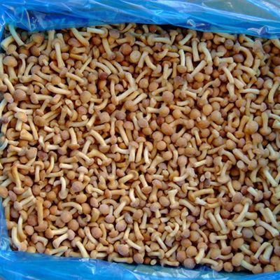 Frutas Congeladas Champiñones IQF Nameko Congelados