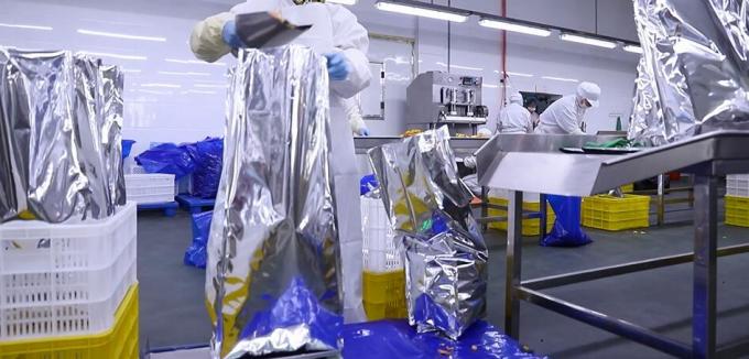 Frambuesas Congeladas a Granel de Alta Calidad Embalaje a Granel de Frambuesas Congeladas Fruta 11