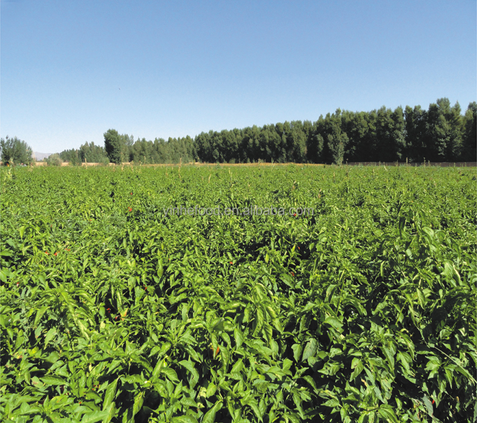 IQF Biol&oacute;gicos Pisco amarillo en cubitos Frutas congeladas en granel Envasadas Pulpa de agua Cubos enteros y mitades Sabor dulce Conservado 9