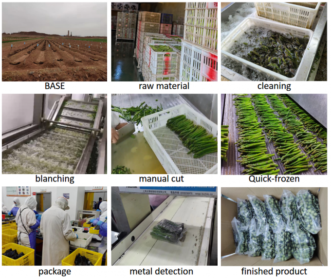 Esp&aacute;rragos congelados IQF, esp&aacute;rragos verdes congelados, semillas de esp&aacute;rragos, grado A, embalaje a granel, precio de esp&aacute;rragos 4
