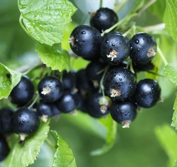 Deliciosas Frutas Congeladas 100% Grosella Negra para tu Identidad 0