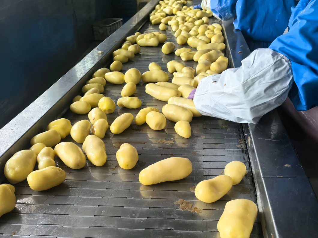 Carga y Entrega Oportuna de Papas Fritas Congeladas de Corte Recto 1