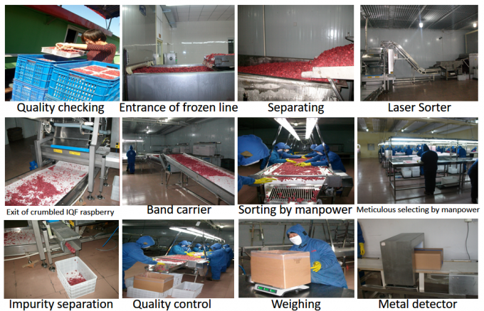 Precio de f&aacute;brica del fabricante IQF Alimentos frescos de alta calidad Frambuesa congelada Serbia para exportaci&oacute;n 3