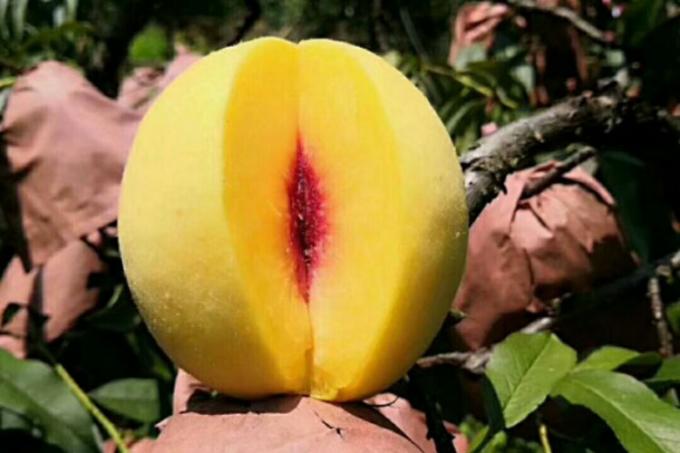 IQF org&aacute;nico melocot&oacute;n amarillo mitad Frutas congeladas sabor dulce a granel envasado Pulpa de agua en conserva cubos enteros Dietas mitad Disponible 1