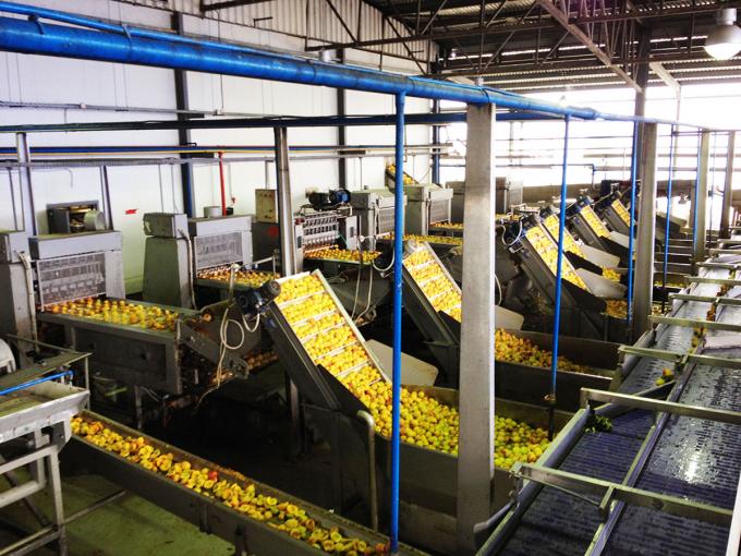 Mitades de albaricoque congeladas IQF de alta calidad, gran venta al por mayor y al por menor, precio de f&aacute;brica, conservaci&oacute;n del agua, embalaje a granel 4