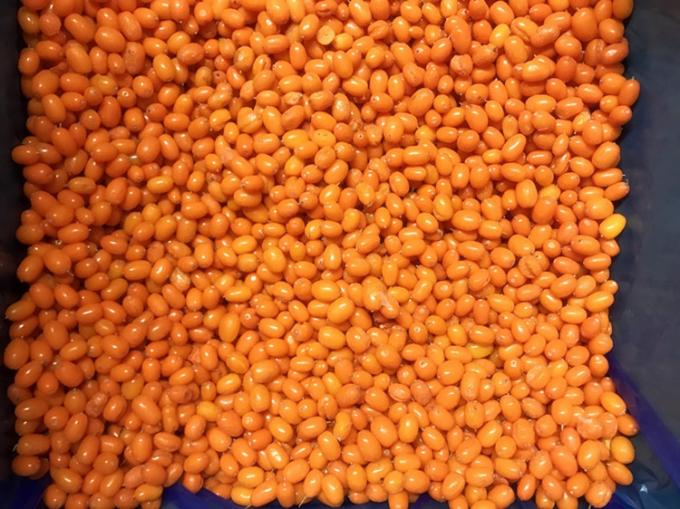 Origen China IQF Fresco Fr&iacute;o Ceno de mar salvaje de primera clase Ceno de mar Lingonberry frambuesa, ar&aacute;ndanos Berries mezcladas 3