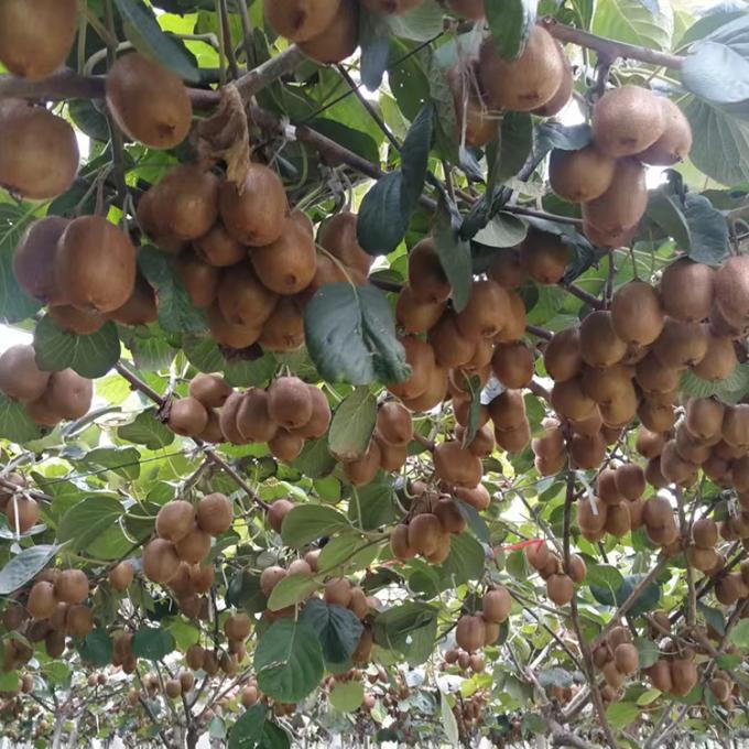 Kiwi Fruta Congelada Fruta Congelada Bola de Kiwi Calidad Natural 2