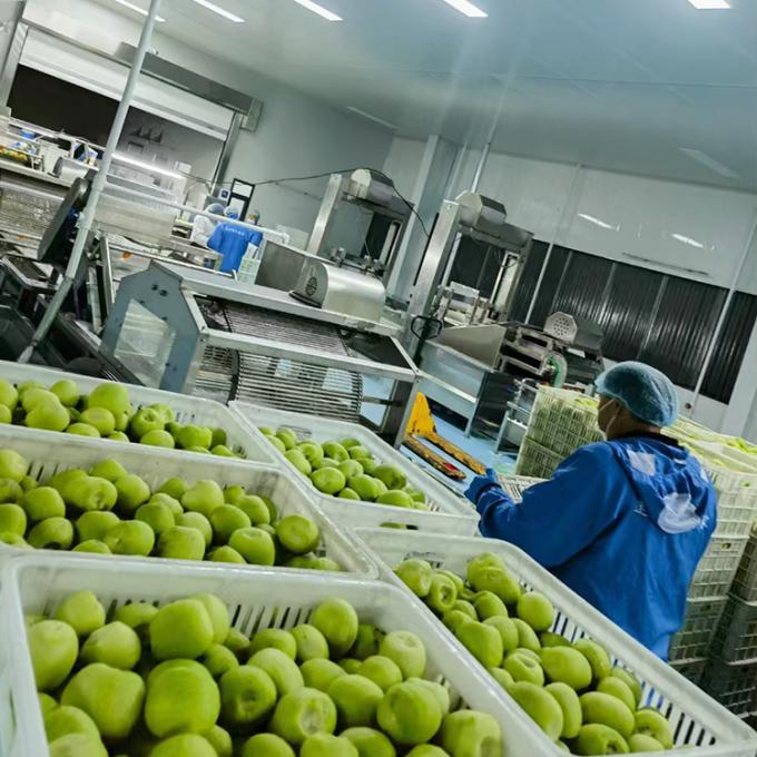 Kiwi Fruta Congelada Fruta Congelada Bola de Kiwi Calidad Natural 4