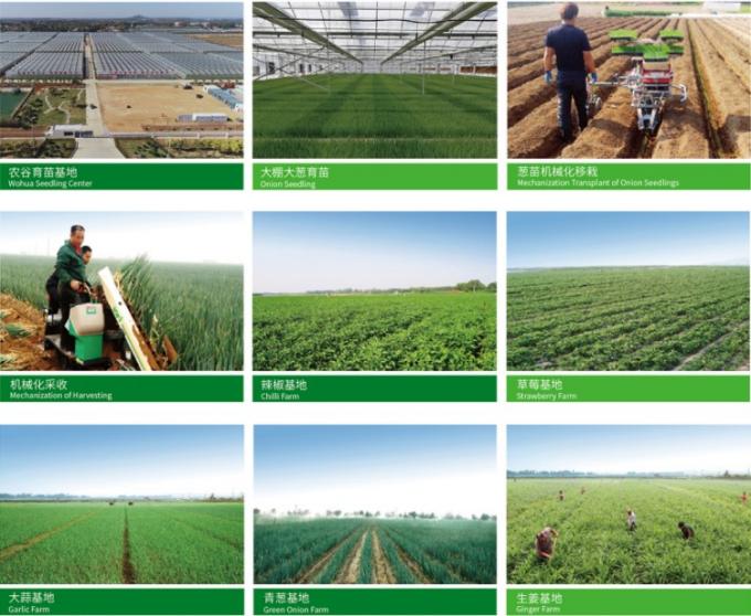 Fresco chino 4P ajo blanco puro precio barato vegetales frescos al por mayor 0